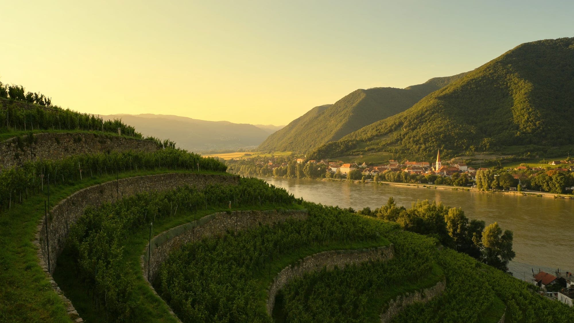 Weinterrassen der Wachau über der Donau bei Weißenkirchen im Abendlicht eines Sommertages